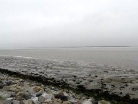 DSC07461  Lepelaars : Ameland, lepelaar
