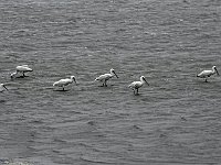DSC07463  lepelaars : Ameland, lepelaar