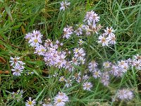 DSC07472  Aster : Ameland