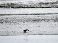 DSC07484  Drieteenstrandloper : Ameland, drieteenstrandloper