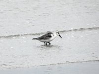 DSC07492  Drieteenstrandloper : Ameland, drieteenstrandloper