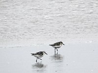 DSC07496  Drieteenstrandlopers : Ameland, drieteenstrandloper