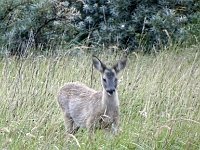 DSC07506 : Ameland, ree