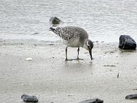 DSC07523  kanoet : Ameland, kanoet