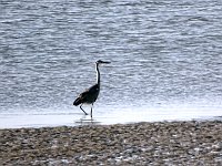 DSC07539  Blauwe reiger : Ameland, blauwe reiger