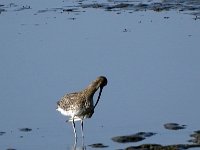 DSC07540  Wulp : Ameland, wulp, wulp