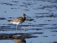 DSC07543 : Ameland, wulp