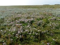 DSC07625 : Schiermonniksoog