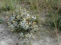 DSC07646  Zeedistel : Schiermonniksoog