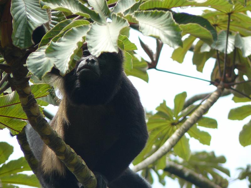 cr_dag4_12.JPG - Howler monkey