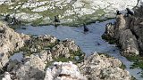 seals colony2