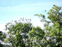 Z50_5336  grote kolonie van Roeken : fietsvakantie, Ierland
