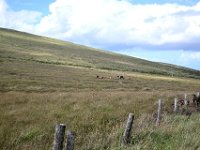 Z50_5457 : fietsvakantie, Ierland