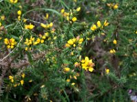 Z50_5470 : fietsvakantie, Ierland