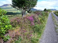 Z50_5490 : fietsvakantie, Ierland