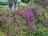 Z50_5491 : fietsvakantie, Ierland