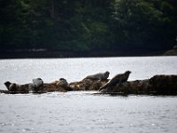 Z50_5520  Harbour Seals : fietsvakantie, Ierland, Zeehond