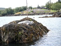 Z50_5535 : fietsvakantie, Ierland, Zeehond