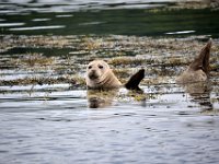 Z50_5605 : fietsvakantie, Ierland, Zeehond