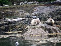 Z50_5618 : fietsvakantie, Ierland, Zeehond