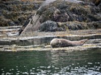 Z50_5628 : fietsvakantie, Ierland, Zeehond