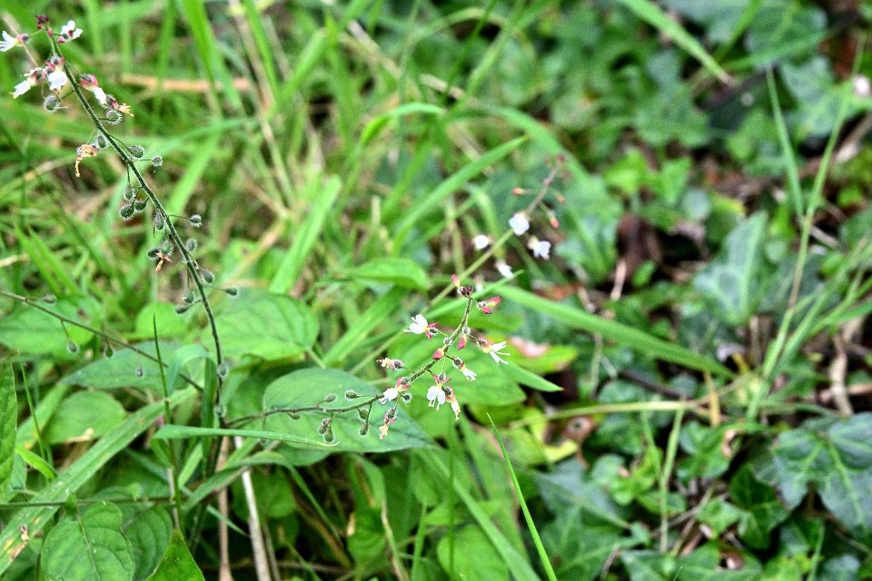 Z50_5681