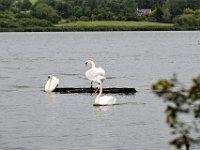 Z50_5668 : fietsvakantie, Ierland, Zwaan