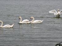 Z50_5670 : fietsvakantie, Ierland, Zwaan