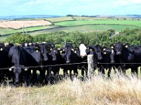 Z50_5702  Nieuwsgierige koeien : fietsvakantie, Ierland