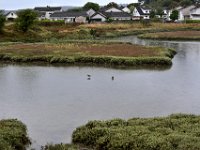 Z50_5805  Grutto's in de regen : fietsvakantie, Ierland