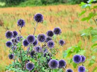 Z50_5869  Globe Thistle of Echinops Ritro, wereld distel : fietsvakantie, Ierland