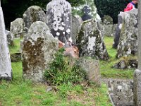 Z50_5926 : fietsvakantie, Ierland, Glendalough, Hert
