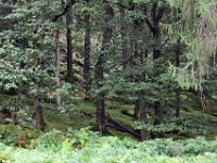 Z50_5936 : fietsvakantie, Ierland, Glendalough