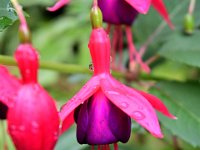 Z50_5945  Fuchsia hybrida : fietsvakantie, Ierland, Glendalough