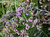 Z50_6005  Calluna vulgaris (leng of eenvoudige heide) : fietsvakantie, Ierland