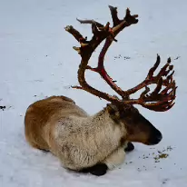 Z63 5829  de oudste rendierbok