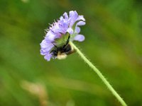 dag-18 20240821 05 Z50 1290  Hommel (in slaap?)