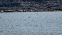 x  DSC05857  zeehonden