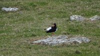 x  DSC05918  Scholekster ofwel  Oystercatcher