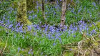 x  DSC06025  Bluebells
