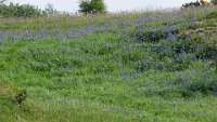 x  DSC06096  Bluebells