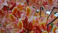 x  DSC06111