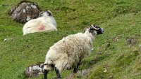 x  DSC06146  blackface sheep