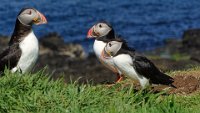 x  DSC06250  3 puffins