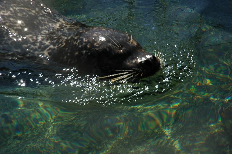 DSC_0073.JPG - Sea otter