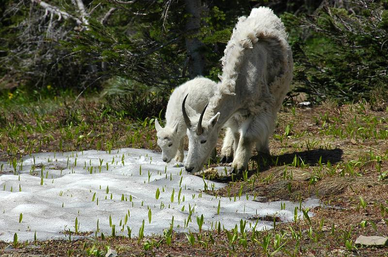 DSC_0229.JPG - Mountain Goat