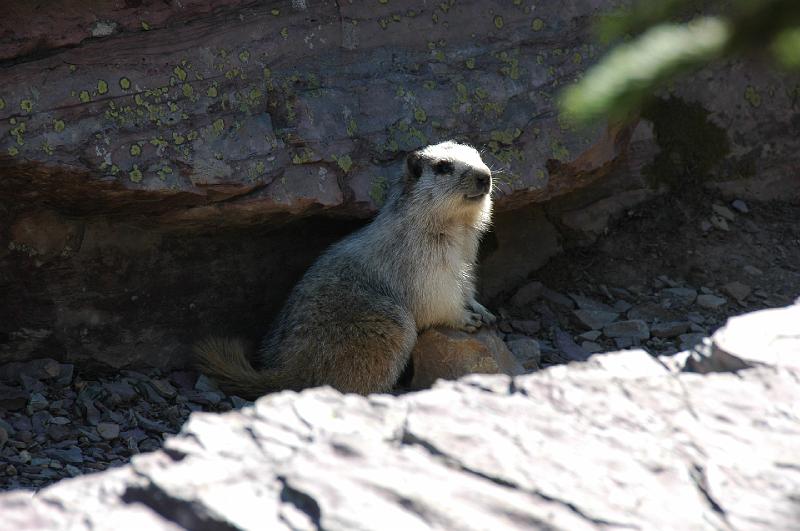 DSC_0305.JPG - Marmot