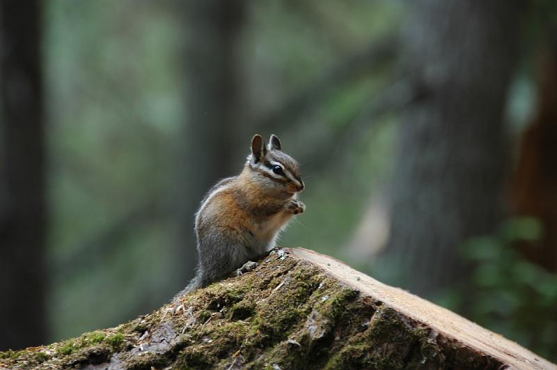 DSC_0343.JPG - Chipmunk