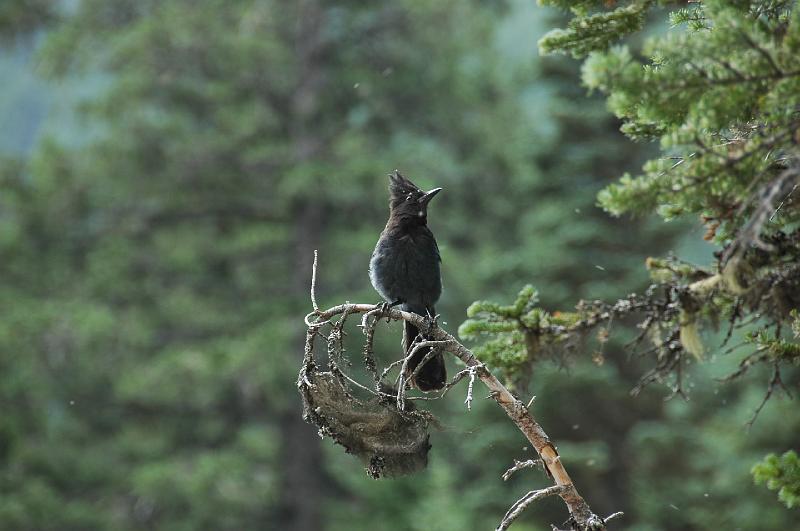 DSC_0362.JPG - Stellar's Jay