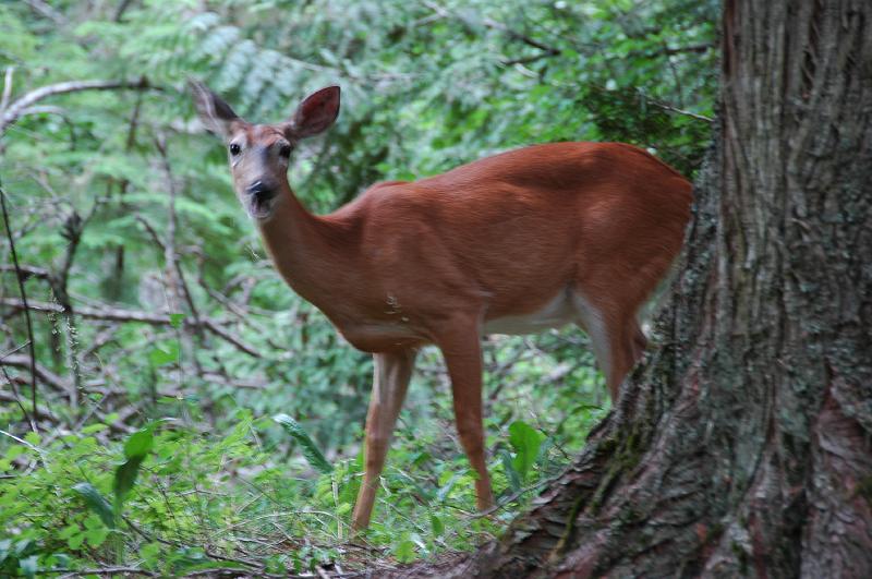 DSC_0391.JPG - White tailed deer